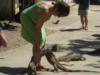 Friendly iguanas!  - Roatan 2009