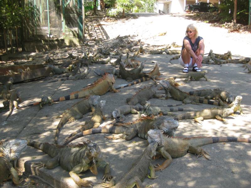 Lots of iguanas - Roatan 2009