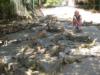 Lots of iguanas - Roatan 2009