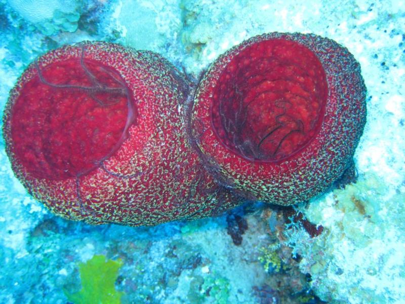 Cayman 2009