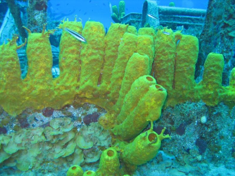 Keith Tibbett - Cayman Brac 2009