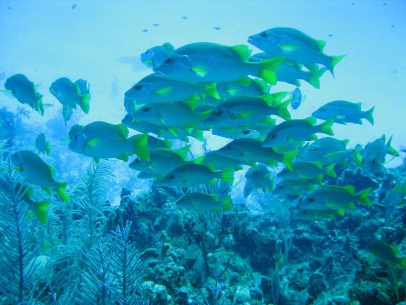 Cayman 2009