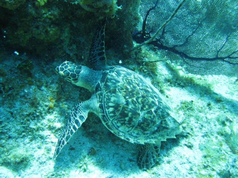 Cayman 2009