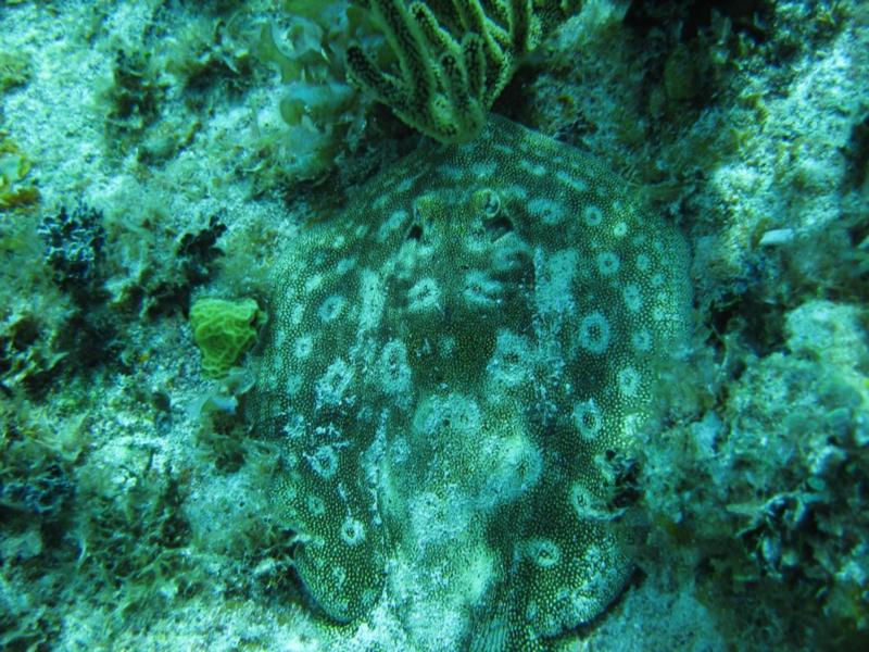 Yellow stingray