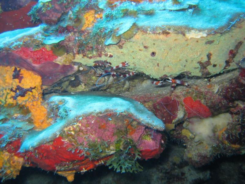 Coral banded shrimp - Cayman 2009