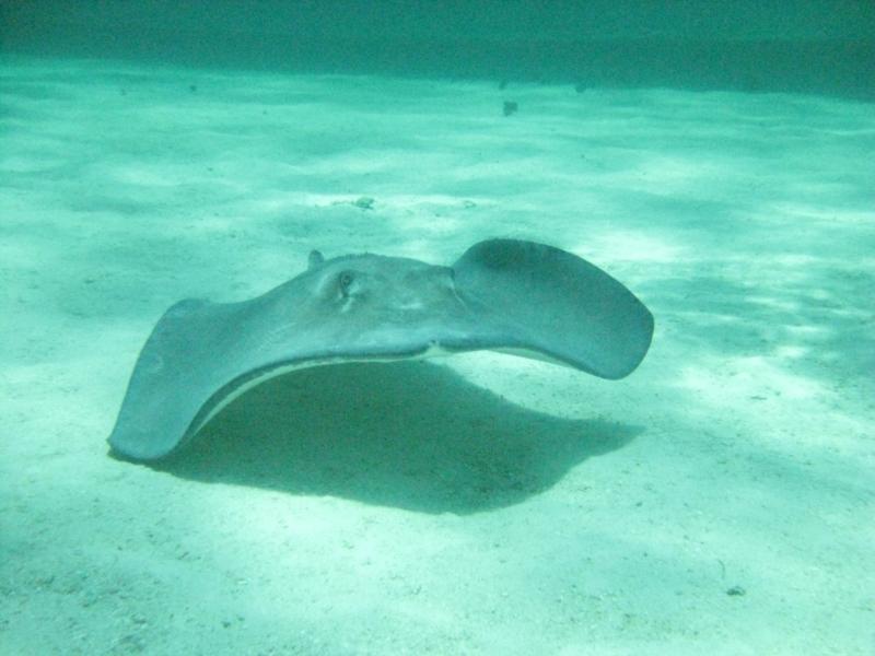 Stingray City, Grand Cayman - May 2009