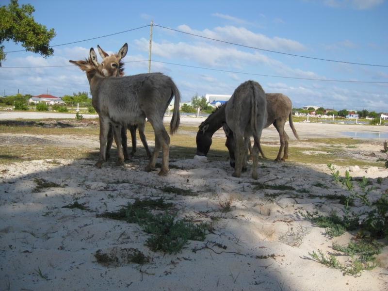 Grand Turk wildlife