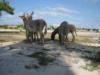 Grand Turk wildlife