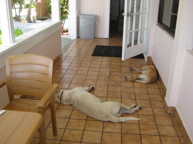 "Potcakes" at Bohio Resort, Grand Turk