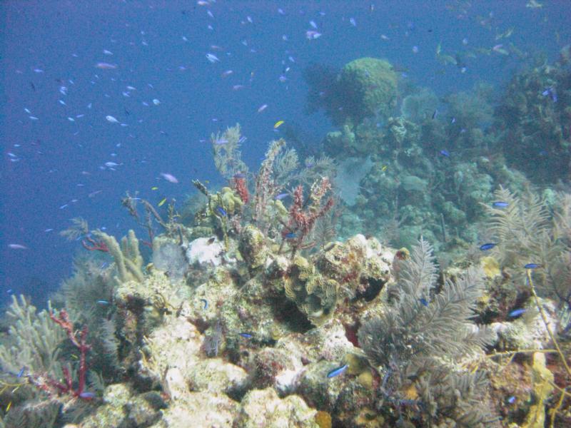 Typical Grand Turk reef pic