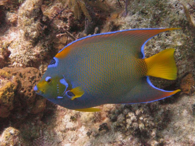 Queen Angel fish - Grand Turk