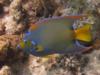 Queen Angel fish - Grand Turk