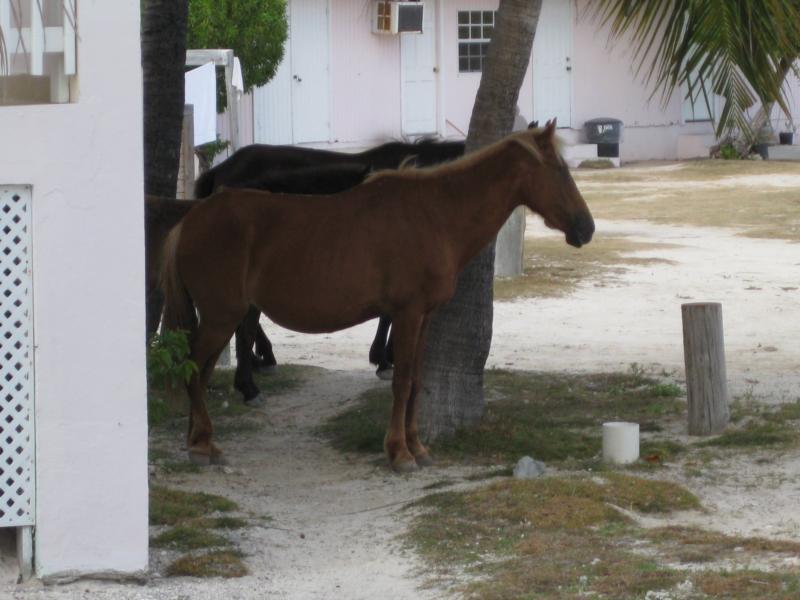 More Bohio wildlife at Grand Turk