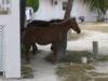 More Bohio wildlife at Grand Turk