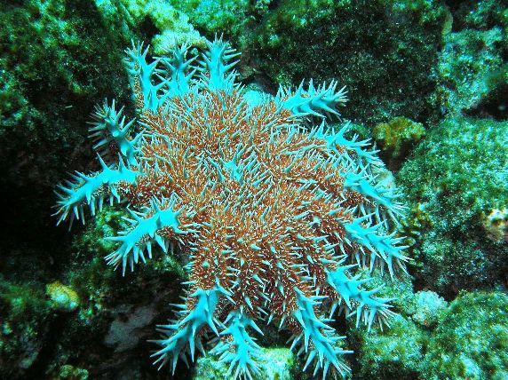 horny starfish :) in mexico