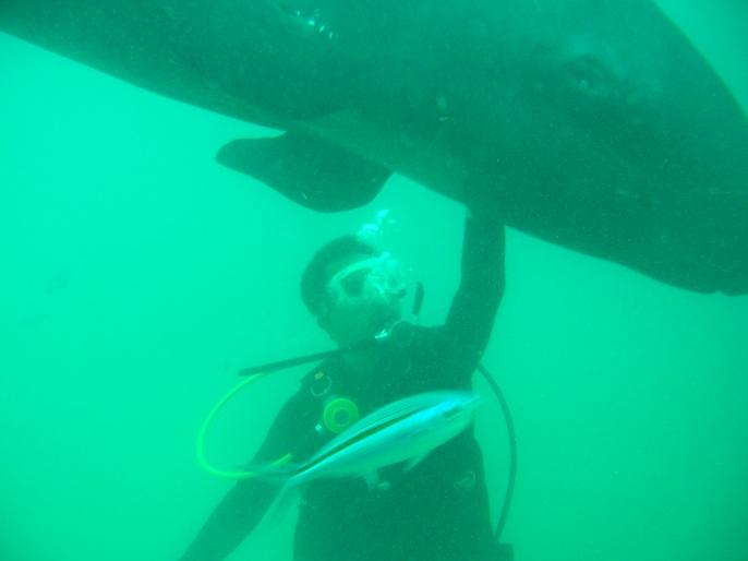 diving with pseudo orcas - subic bay