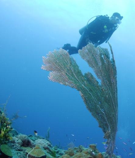 sea fan