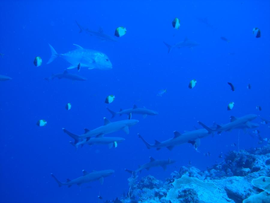 Sharks in Palau