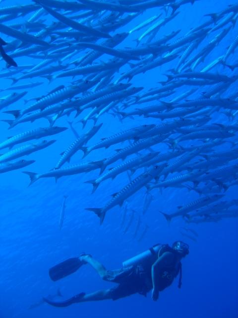 Palau Blue Corner Barracuda