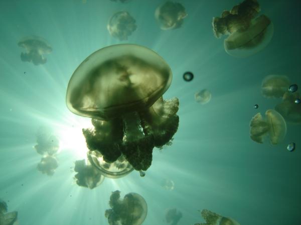 Palau Jellyfish Lake