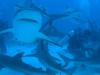 Shark Dive Bahamas