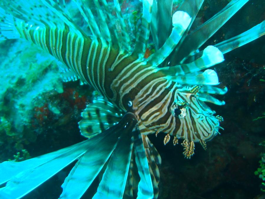 Lion Fish Bahamas