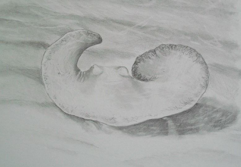 Stingray graphite drawing