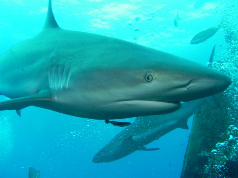 Shark Dive, Nassau 17Oct 09