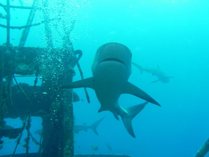 Gray reef...Nassau 