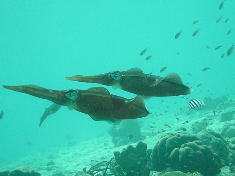 bonaire