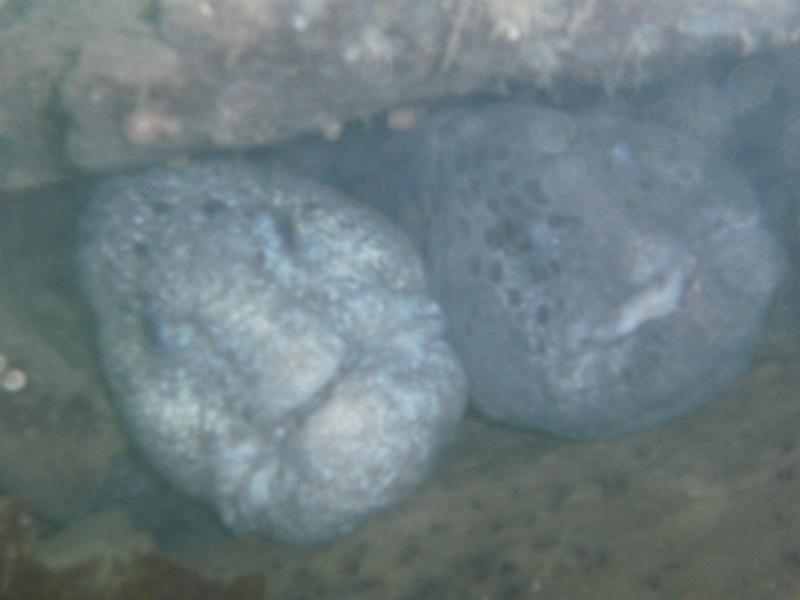 Wolf Eels