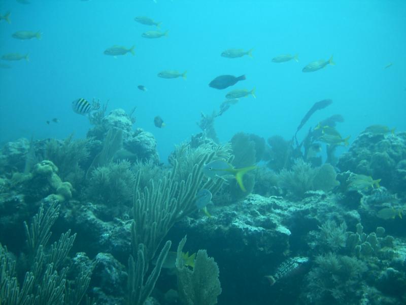 Reef shot - Key Largo