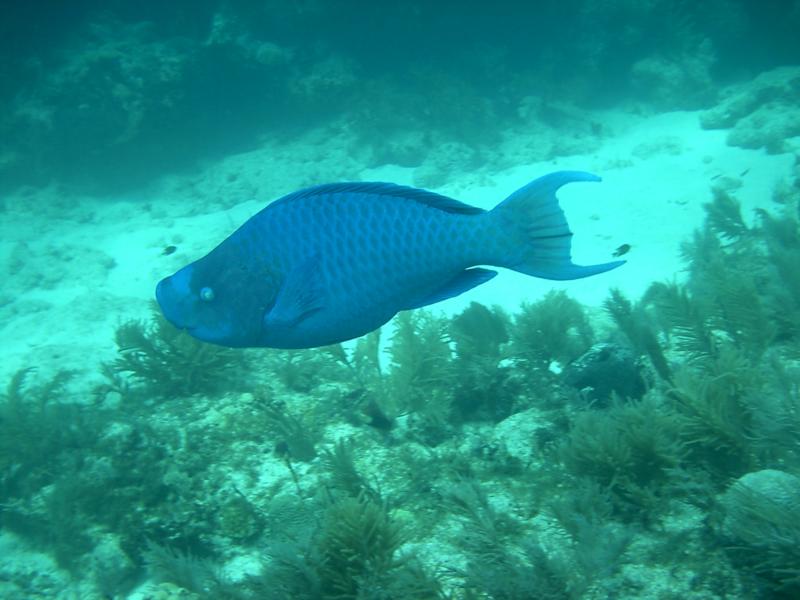 Feelin’ Blue - Key Largo