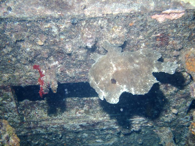 Frog Fish