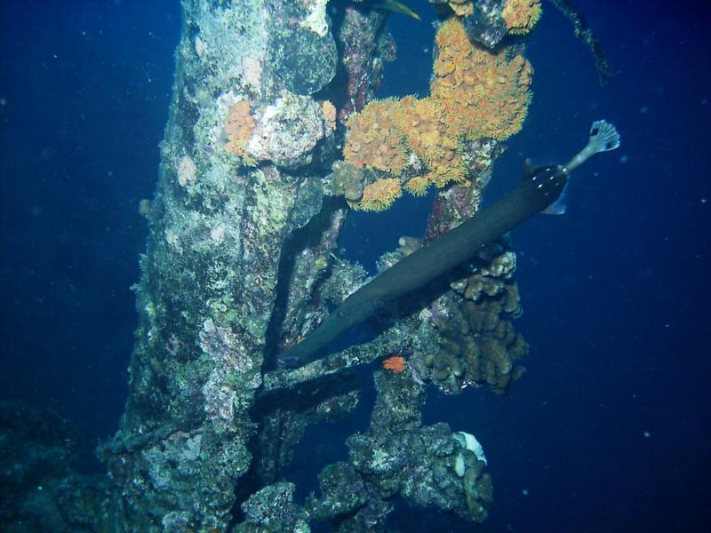 Mahi mast & trumpetfish