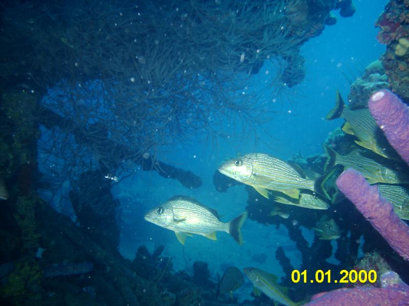 RMS Rhone - Tortola, BVI Feb. 2009