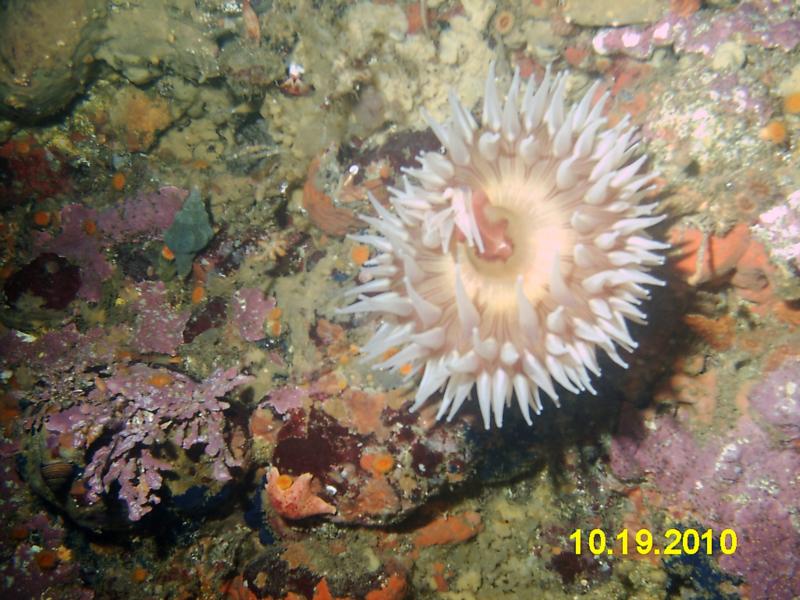 Anemone and cold water corals