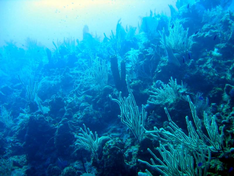 Underwater Desert