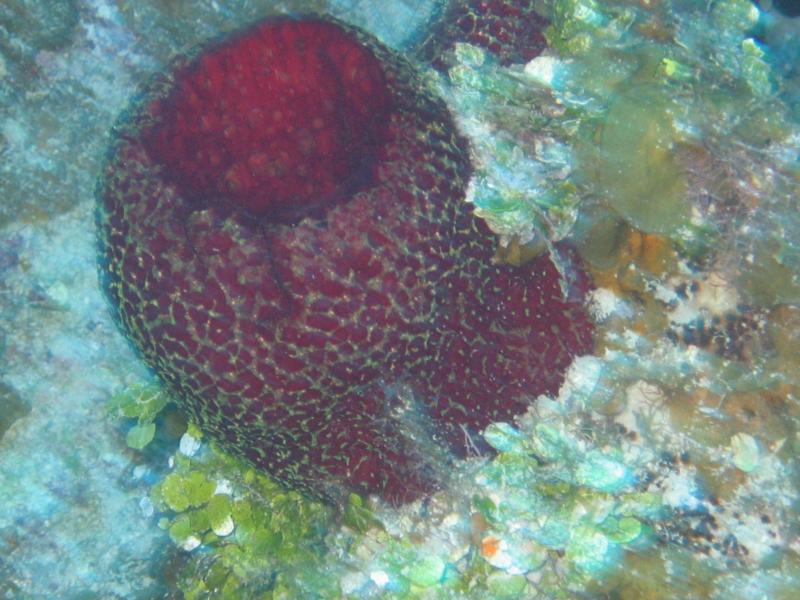 Red Sponge
