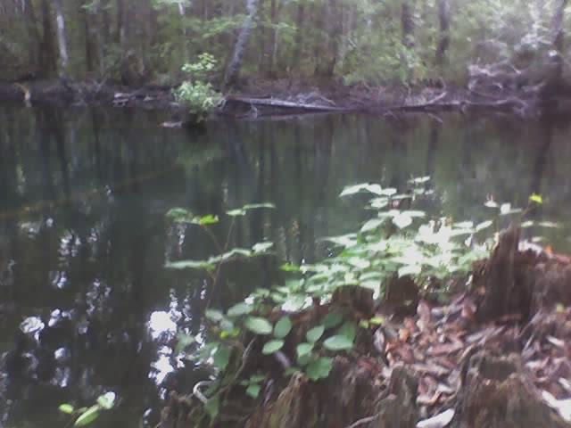 Buford Springs