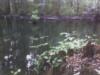 Buford Springs