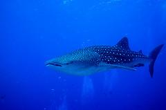 Whale Shark on 2nd dive in Palau!!!