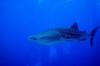 Whale Shark on 2nd dive in Palau!!!