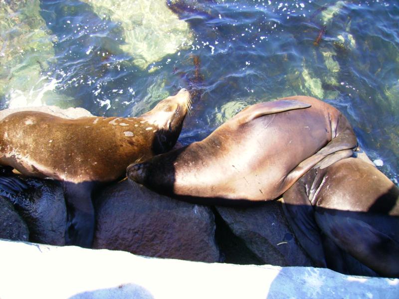 Monterey Bay (Breakwater) 8/24/08