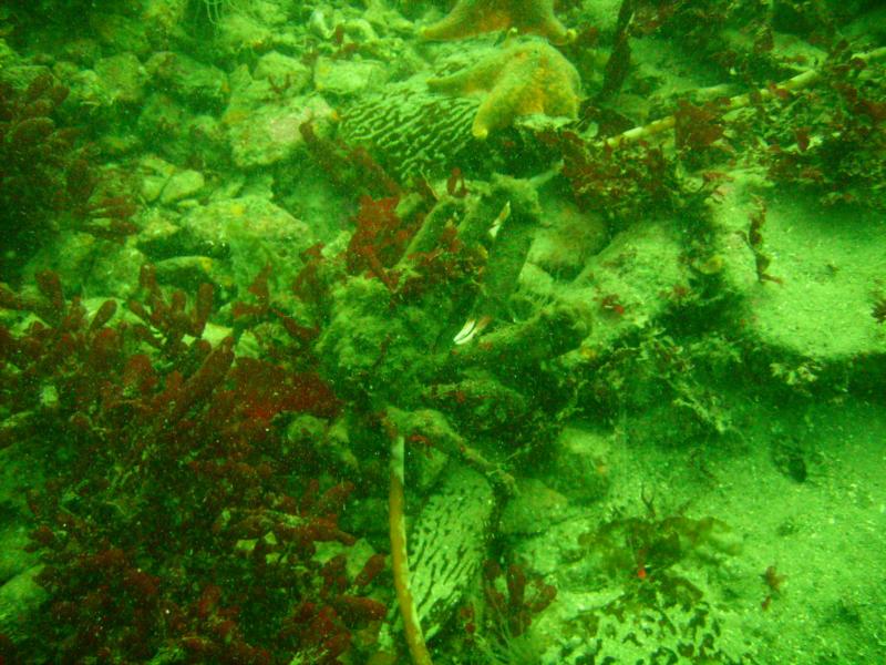 Sheep head crab, Monterey Bay (Breakwater) 8-25-08