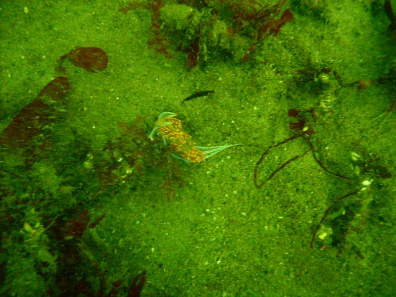 Nudi Branch, Monterey Bay (Breakwater) 8-25-08