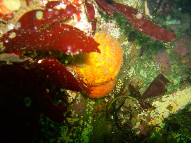 Lovers Cove, Pacific Grove, CA. 8-27-08