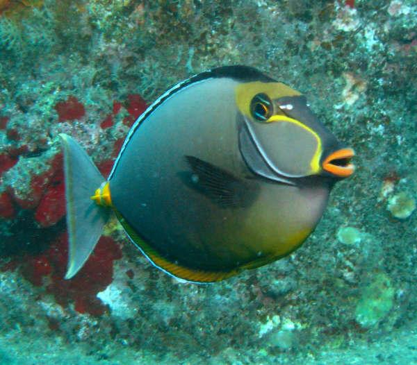 Humuhumunukunukuapua’a. State fish of Hawaii. (LCD wreck 12/17/09)