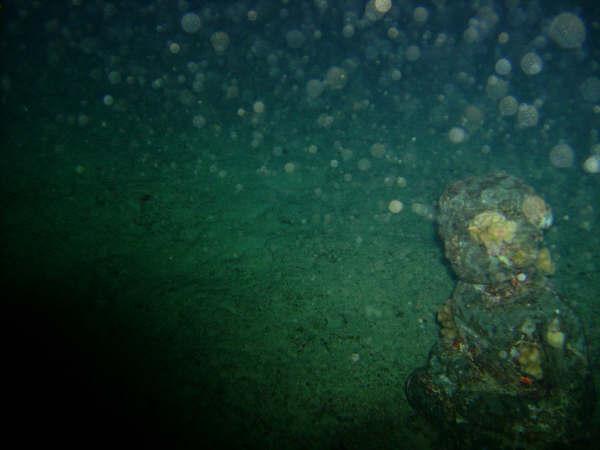 Night dive at Spitting Caves. Oahu, HI 12/17/08