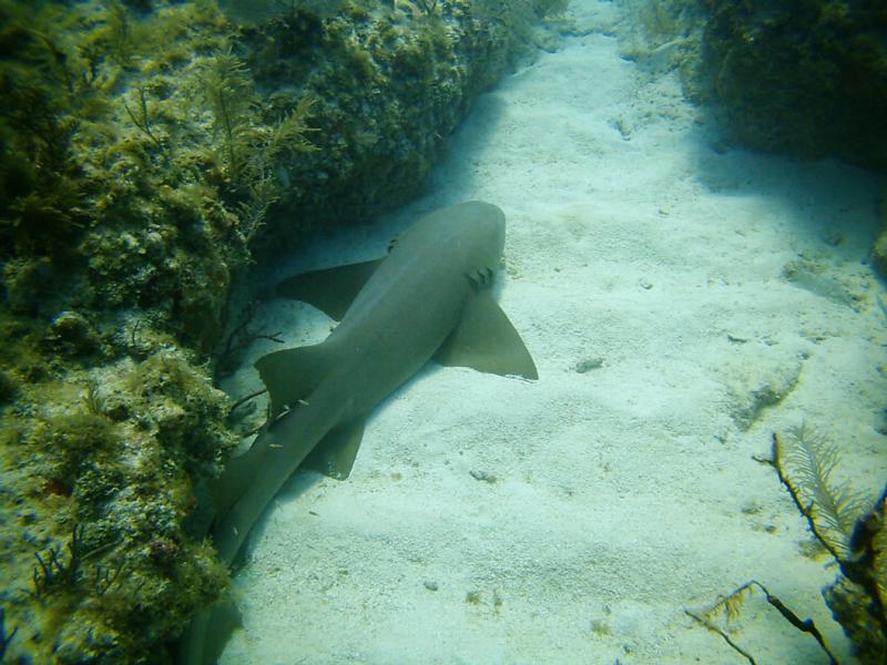 shark Fla Keys04